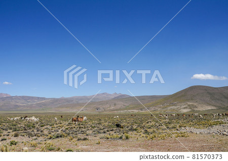 Alpaca grazing near Chivay 81570373