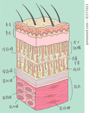 Structural diagram from skin to muscle with name Structural diagram from skin to muscle with name 81571021