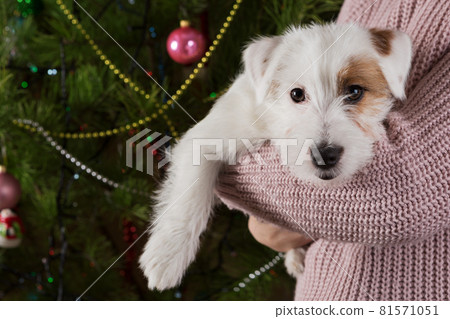 white puppy jack russell sitting in his arms against the background of a christmas tree, christmas concept 81571051