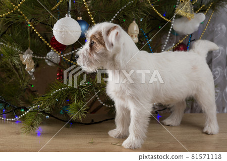 white furry dog standing near christmas tree, looking away white furry dog standing near christmas tree, looking away 81571118