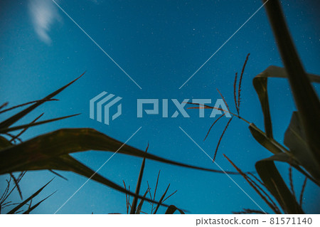 Bottom View Of Night Starry Sky From Green Maize Corn Field Plantation In Summer Agricultural Season. Night Starry Sky With Glowing Stars Above Cornfield In August Month 81571140