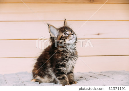 Funny Curious 10 Week Old Classic Black Tabby Young Maine Coon Kitten Cat Sitting At Home Sofa. Coon Cat, Maine Cat, Maine Shag at Home. Amazing Pets Pet 81571191