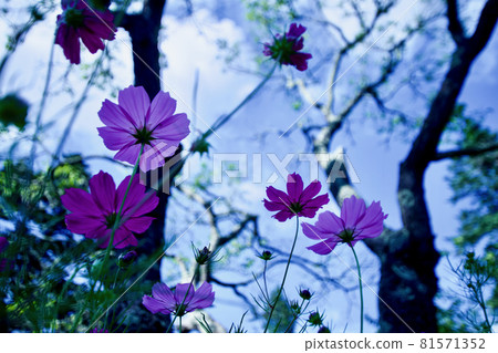 Cosmos autumn cherry blossoms Cosmos autumn cherry blossoms 81571352