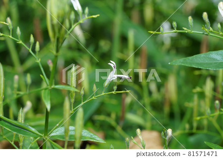 Close up of Kariyat flower or The Creat plant. Close up of Kariyat flower or The Creat plant. 81571471