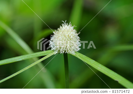 Close up flower of Green Kyllinga grass, Macro image. Close up flower of Green Kyllinga grass, Macro image. 81571472