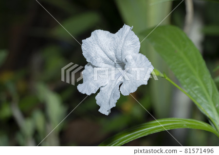 Waterkanon, Watrakanu, Minnieroot, Iron root, Feverroot, Popping pod, Cracker plant Waterkanon, Watrakanu, Minnieroot, Iron root, Feverroot, Popping pod, Cracker plant 81571496