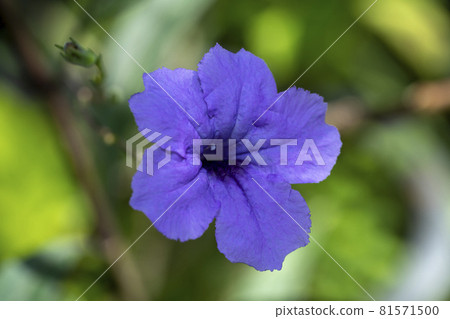 Waterkanon, Watrakanu, Minnieroot, Iron root, Feverroot, Popping pod, Cracker plant 81571500