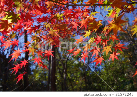 楓葉 楓葉 81572243