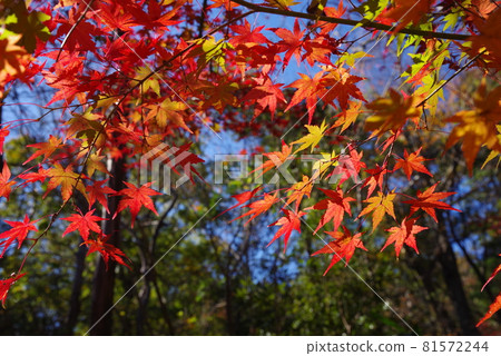 楓葉 81572244
