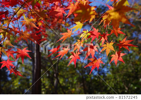 楓葉 81572245
