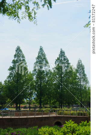 新鮮的綠色美麗的水杉樹和公園風景 新鮮的綠色美麗的水杉樹和公園風景 81572247