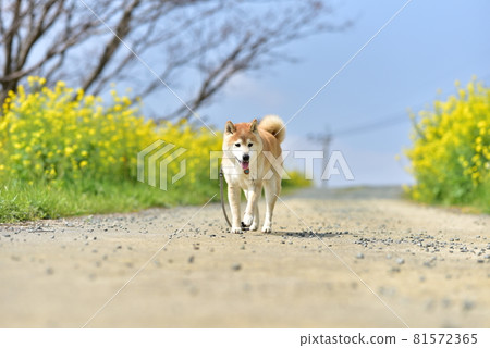 Shiba Inu and Rape Shiba Inu and Rape 81572365