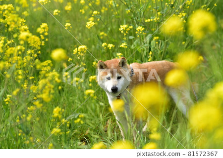 Shiba Inu and Rape 81572367
