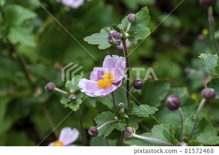 Shiki Iku Shiki Iku 81572468