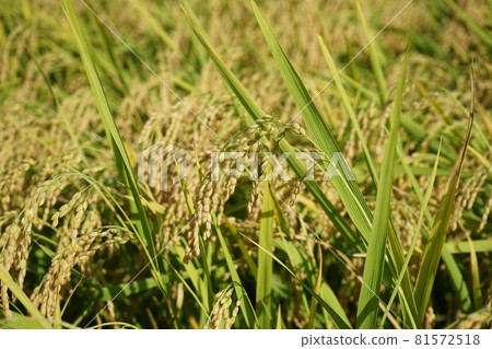 碩果累累的秋天姬之持 碩果累累的秋天姬之持 81572518