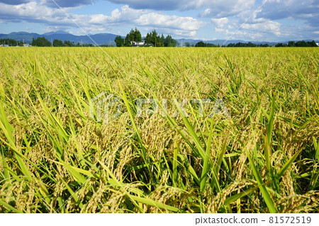 Fruitful autumn Himenomochi 81572519