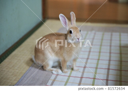 House rabbit pet 81572634