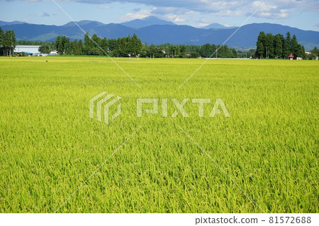 Autumn of fruit: Drops of the galaxy 81572688