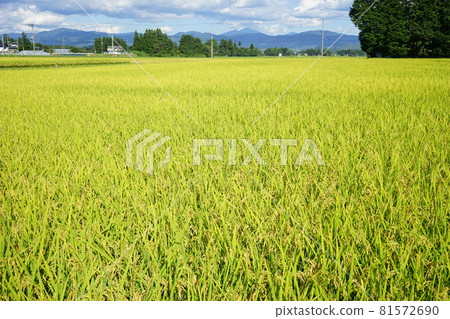 Autumn of fruit: Drops of the galaxy 81572690