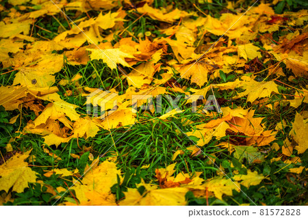Autumn background from fallen maple leaves with selective focus and shallow depth of field Autumn background from fallen maple leaves with selective focus and shallow depth of field 81572828