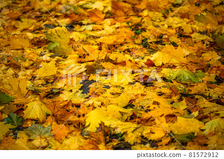 fallen maple leaves on the ground with shallow depth of field and selective blur fallen maple leaves on the ground with shallow depth of field and selective blur 81572912
