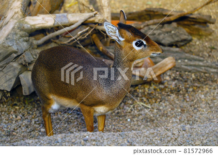 A view of a small antelope in the wild. Dikdik. A view of a small antelope in the wild. Dikdik. 81572966