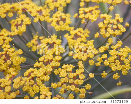 Bronze fennel 81573169