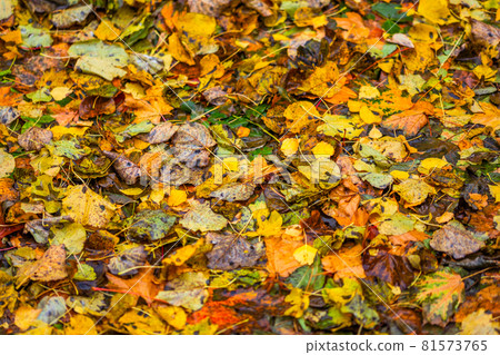 autumn background of different types of fallen wooden leaves with selective focus 81573765