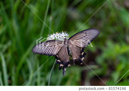 中國風車吮吸拍賣花的花蜜 81574198
