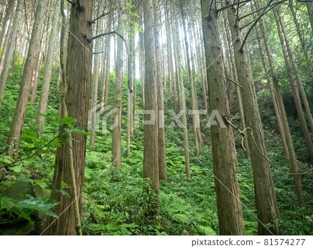 In the forest In the forest 81574277