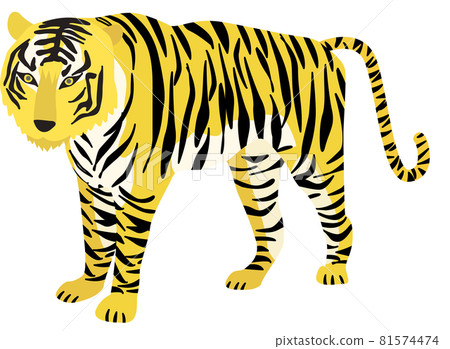 Illustration material: Tiger year Realistic tiger whole body Simple touch 81574474