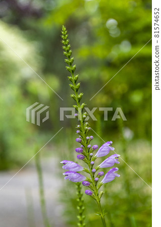 Physostegia virginiana Physostegia virginiana 81574652