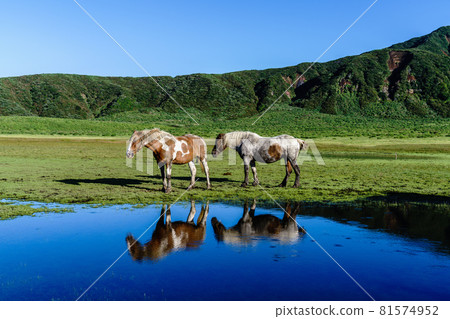 傍晚阿蘇千里草的放牧馬 傍晚阿蘇千里草的放牧馬 81574952