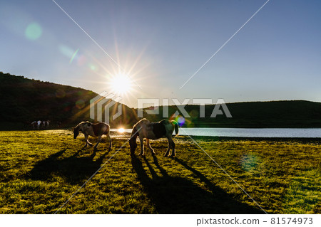 Grazing horse of Senri Aso grass in the evening 81574973