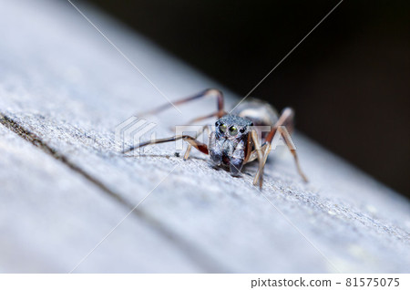 Myrmarachne 81575075