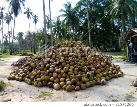 Coconut oil production. Mountains of coconut shells 81575206