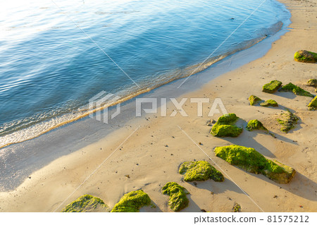 Large stones overgrown with green algae on a sandy beach near the ocean. The nature of the tropics. 81575212