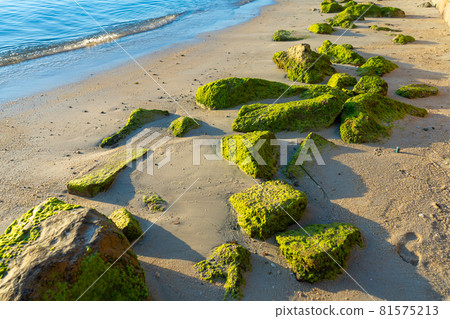 Large stones overgrown with green algae on a sandy beach near the ocean. The nature of the tropics. Large stones overgrown with green algae on a sandy beach near the ocean. The nature of the tropics. 81575213