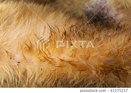 Fleas in dog hair. Fleas run around the dog. Close-up Fleas in dog hair. Fleas run around the dog. Close-up 81575217
