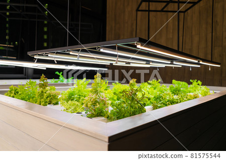 Greenhouse for growing lettuce and herbs close up Greenhouse for growing lettuce and herbs close up 81575544