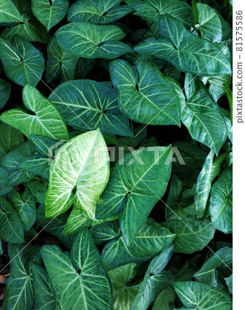 Plants in the jungle are large green leaves Plants in the jungle are large green leaves 81575586