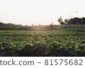 Sunset field 81575682