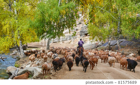 The shepherd rode his horse and drove his flock along the forest road. 81575689