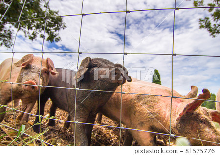 Drove of pigs on a pasture. Litter of piglets in a field Drove of pigs on a pasture. Litter of piglets in a field 81575776