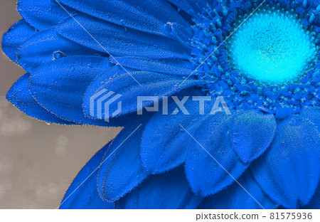 Red gerbera under air bubbles close up 81575936