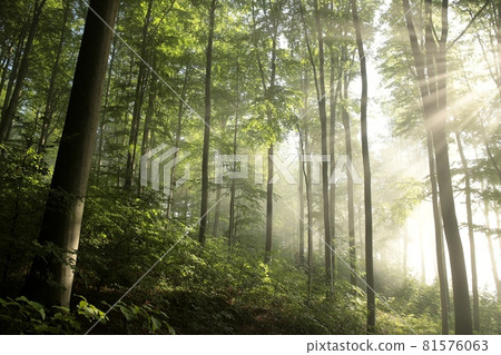 Beech trees in spring forest after rainfall at dawn Beech trees in spring forest after rainfall at dawn 81576063