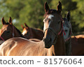 Mares in the pasture on a sunny morning 81576064