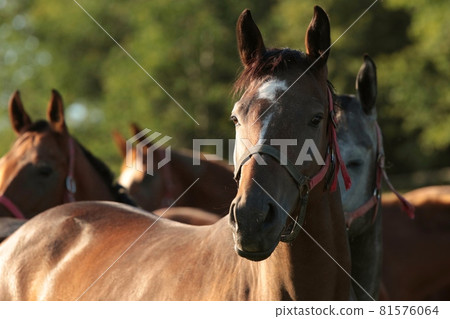 Mares in the pasture on a sunny morning 81576064