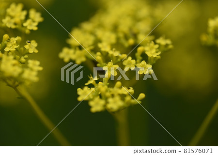 Autumn seven herbs, Ominaeshi 81576071