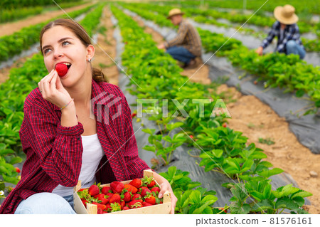 Woman farmer tasting new harvest of strawberry Woman farmer tasting new harvest of strawberry 81576161